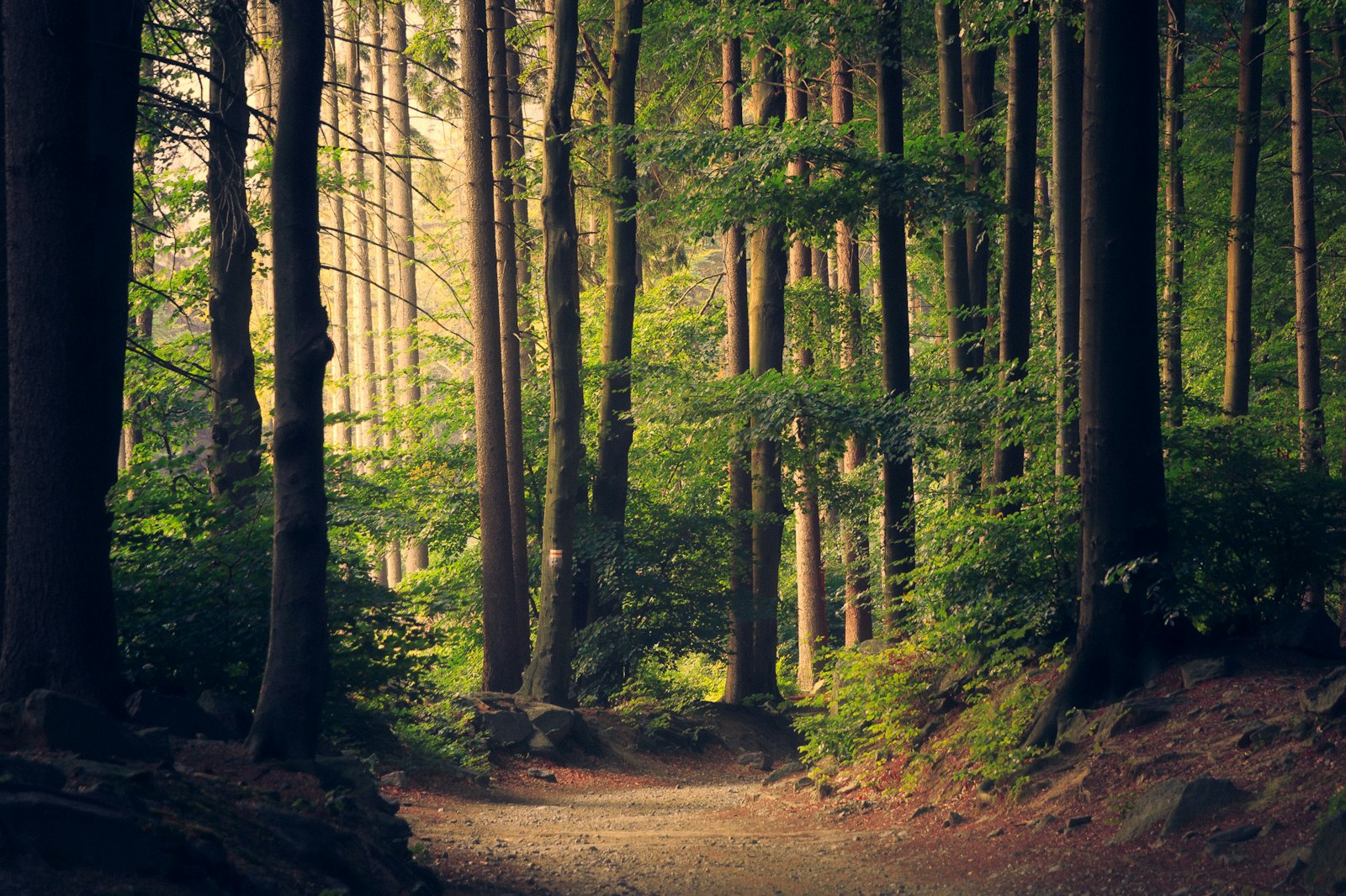 Sunlight through trees